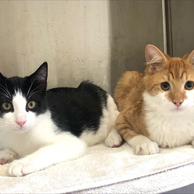 Photo of Bon & Scott