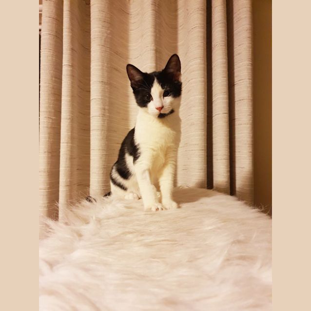 Photo of Harley