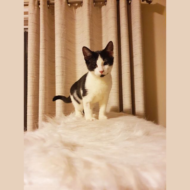 Photo of Harley