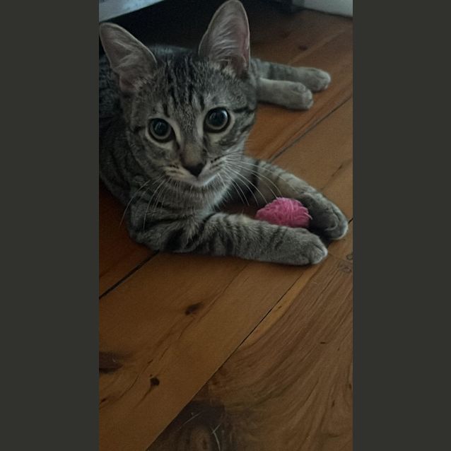 Photo of Nala And Diesel