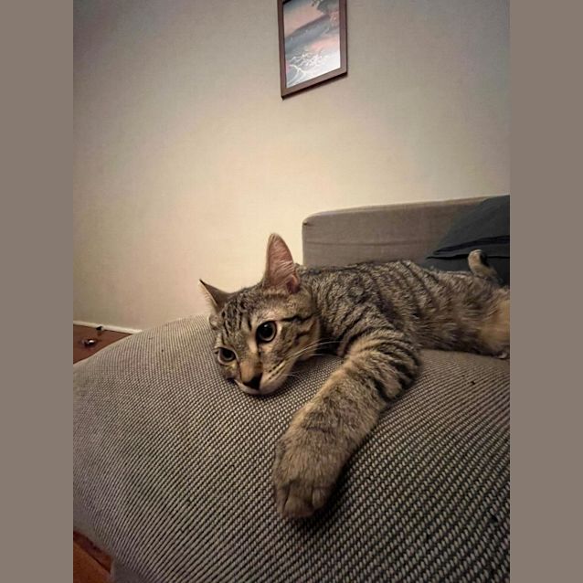 Photo of Nala And Diesel