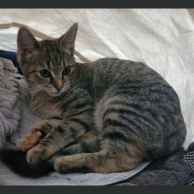 Photo of Stella Bella