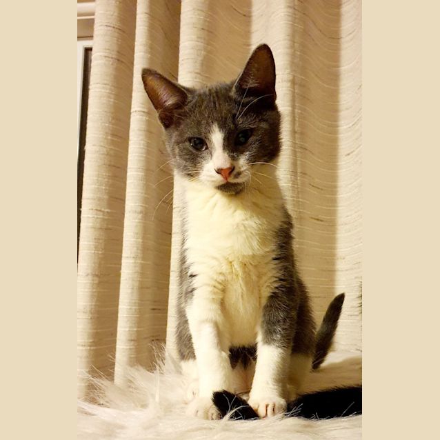 Photo of Hackle