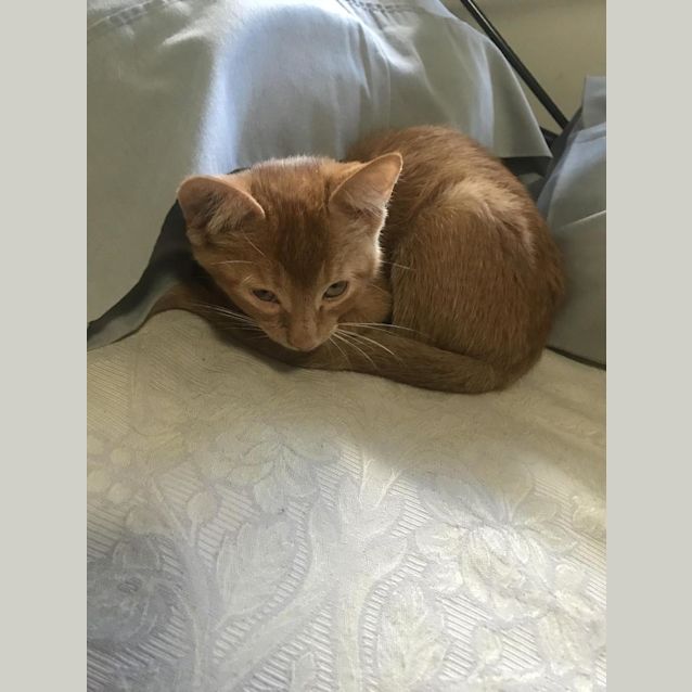 Photo of Simba