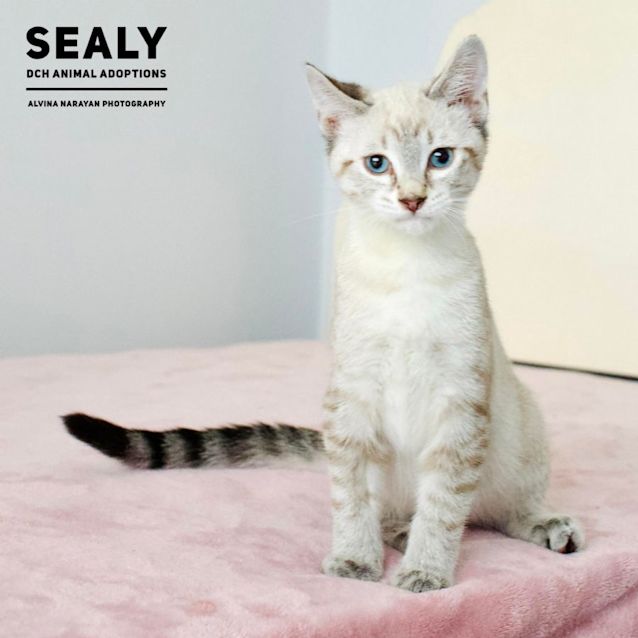 Photo of Sealy