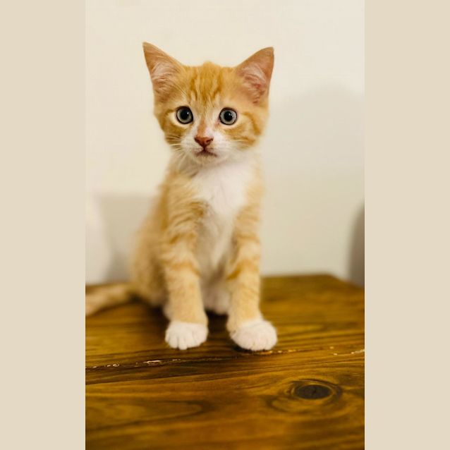 Photo of Foxie