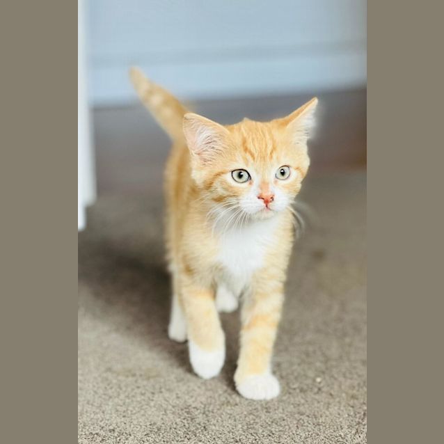 Photo of Foxie