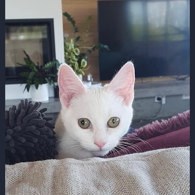 Photo of Patch