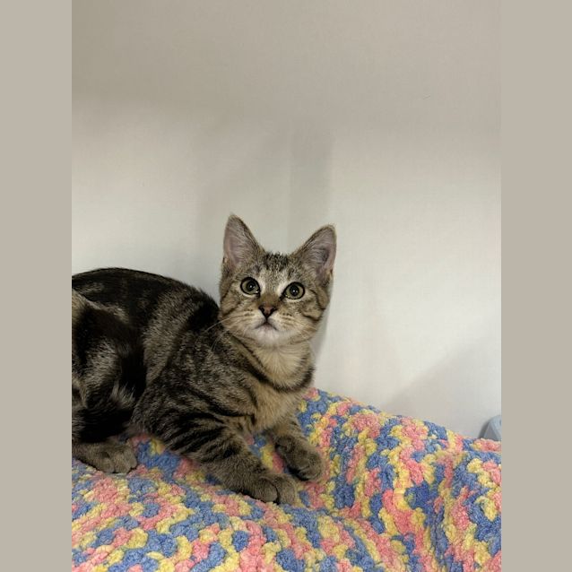 Photo of Zorro