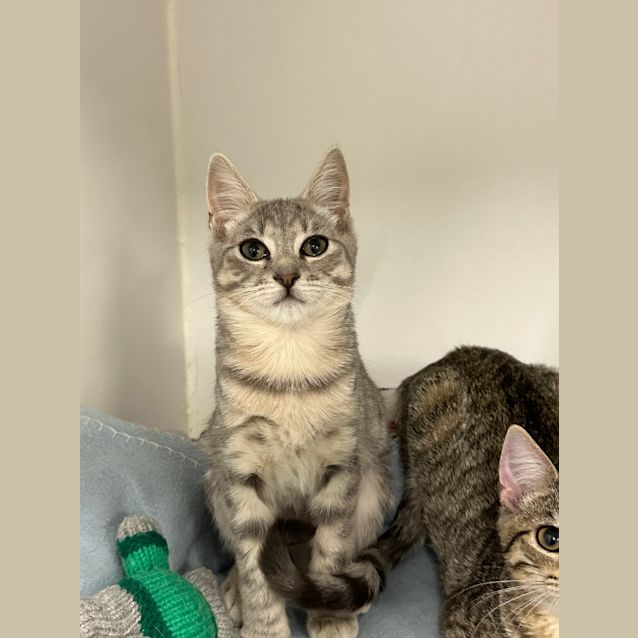 Photo of Pearl