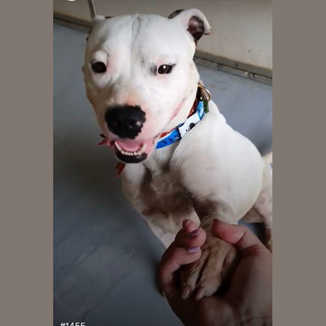 Photo of Barkley (Imp No. 1455)