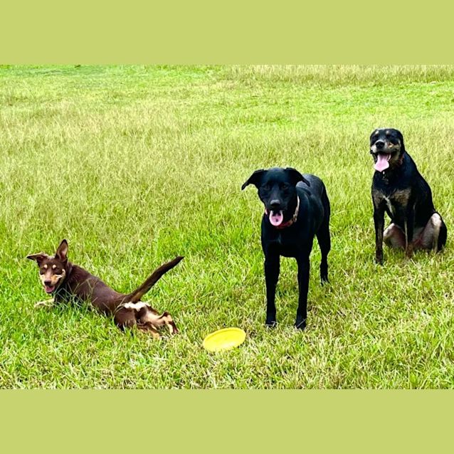 Photo of Daisy   5 Month Old Kelpie (On Trial)