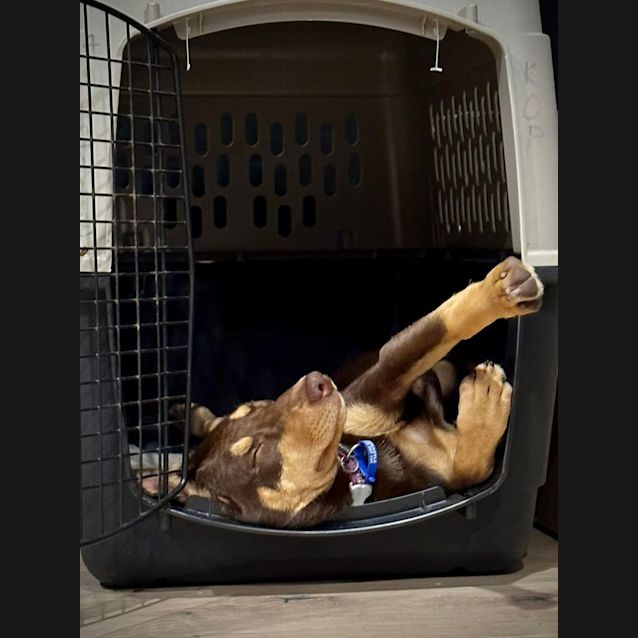 Photo of Daisy   5 Month Old Kelpie (On Trial)