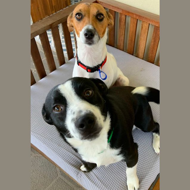 Cahlie 2 Year Old Jack Russell Terrier (Trial) Small Female Jack