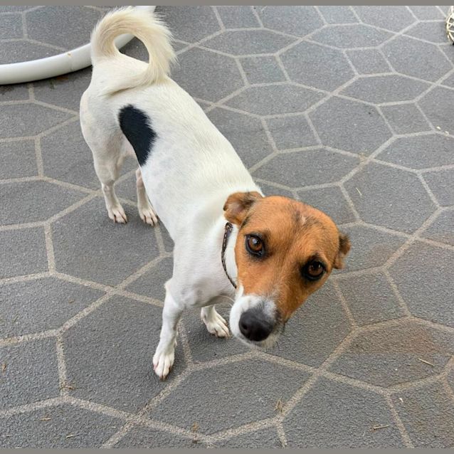 Cahlie 2 Year Old Jack Russell Terrier (Trial) Small Female Jack