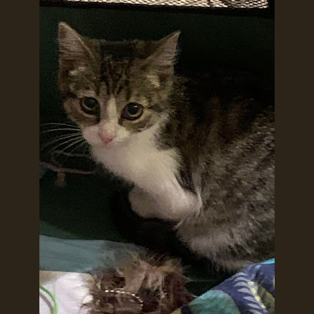 Photo of Georgie