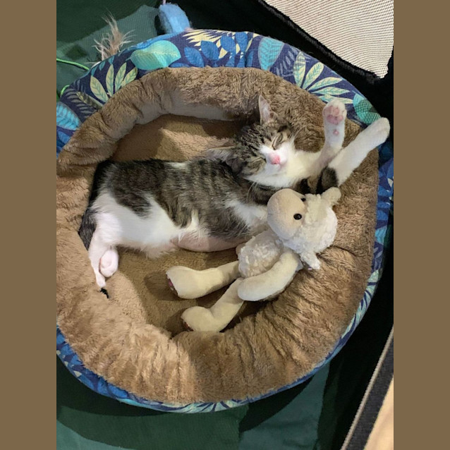 Photo of Georgie
