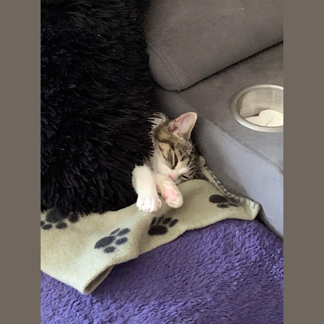 Photo of Georgie