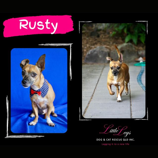 Photo of Rusty