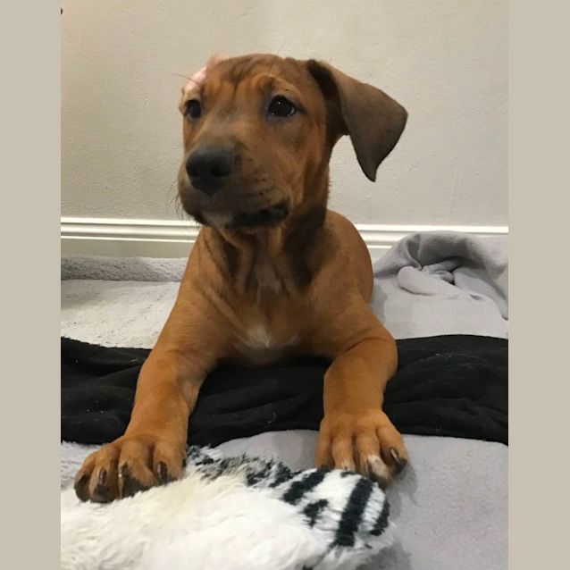 Photo of Cleo