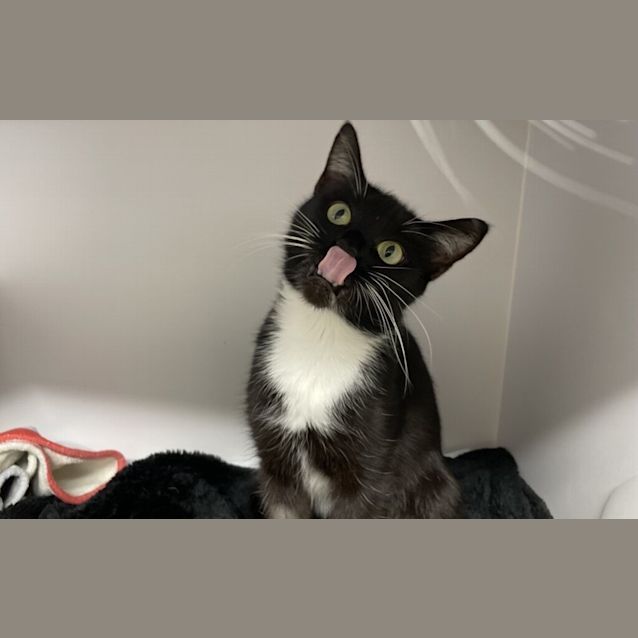 Photo of Maple