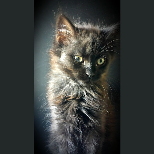 Photo of Shadow