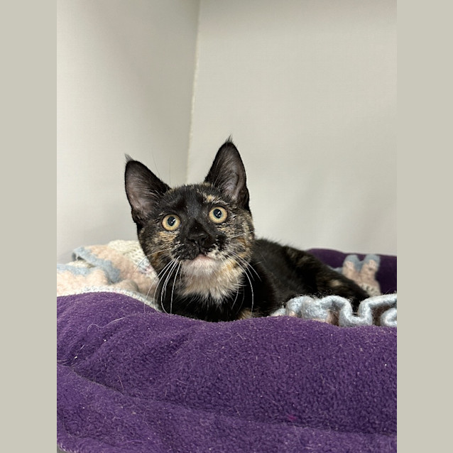 Photo of Pickles