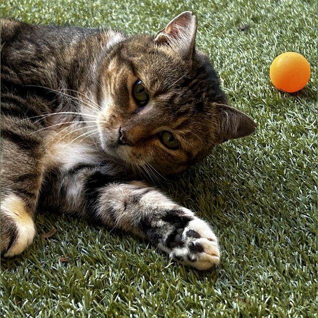 Photo of Sheba