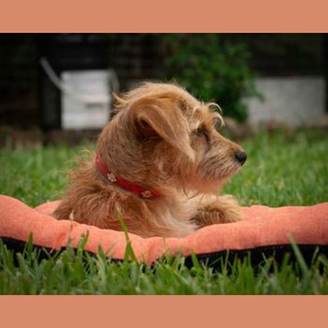 Photo of Narla