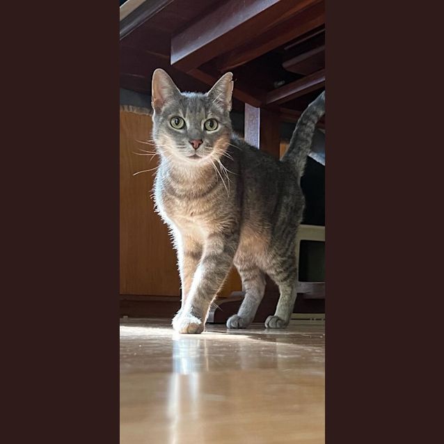 Photo of Big Earl Grey