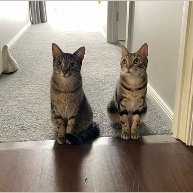 Photo of Baloo & Jessie