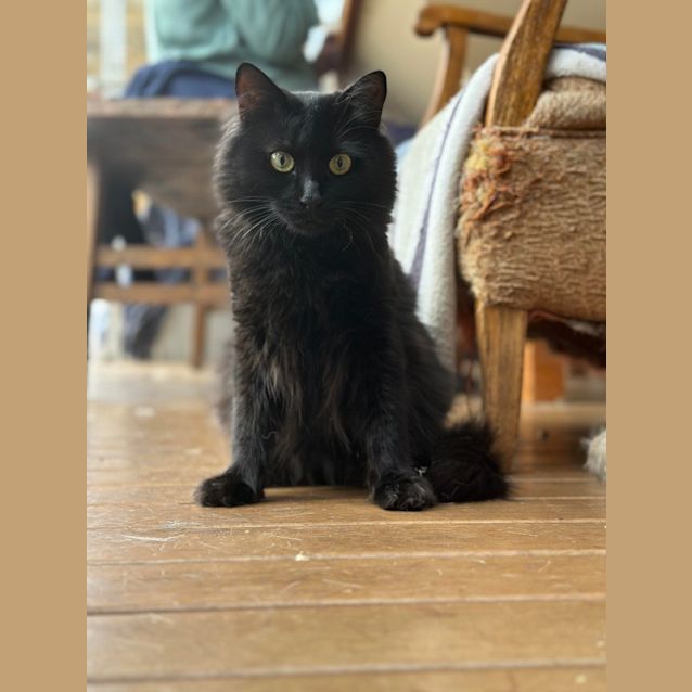 Photo of Hissy Miggins