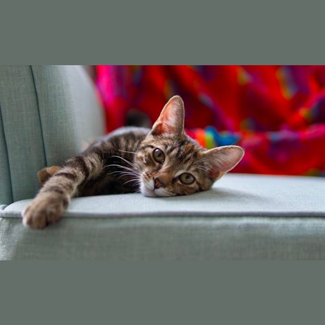 Photo of Ginger Spice 