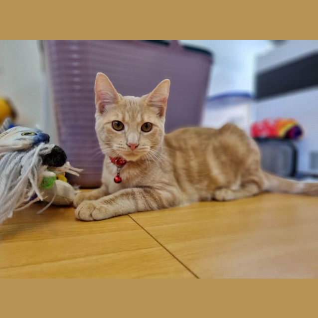 Photo of Dexter
