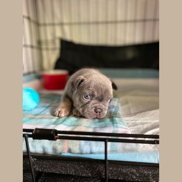 Gumnut Small Male French Bulldog Dog In NSW PetRescue gumnut-small-male-french-bulldog-dog-in-nsw-petrescue