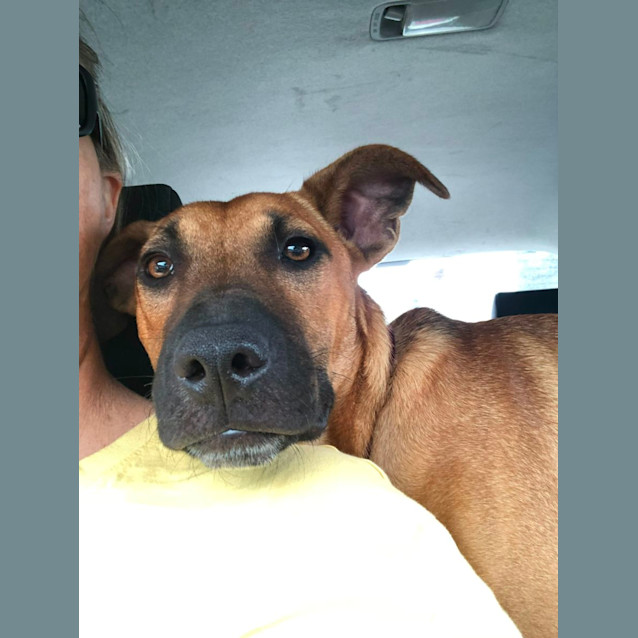 Photo of Tiggs   7 Month Old Kelpie X Staffy (Trial)