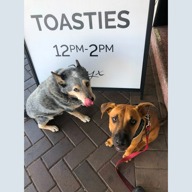 Photo of Tiggs   7 Month Old Kelpie X Staffy (Trial)