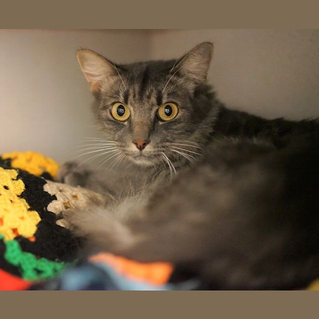 Photo of Nova