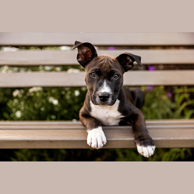 Photo of Niro