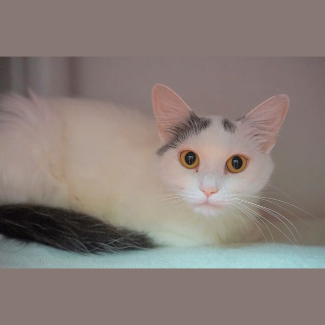 Photo of Maple