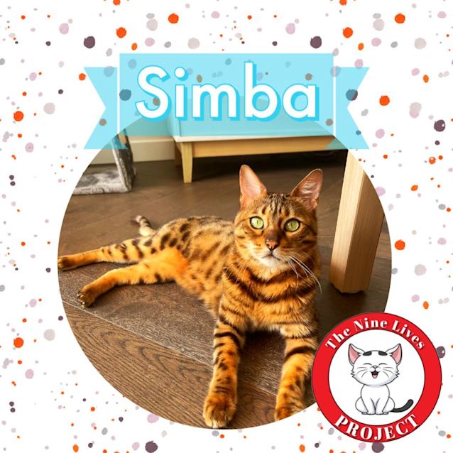 Photo of Simba *9 Lives Project Rescue*