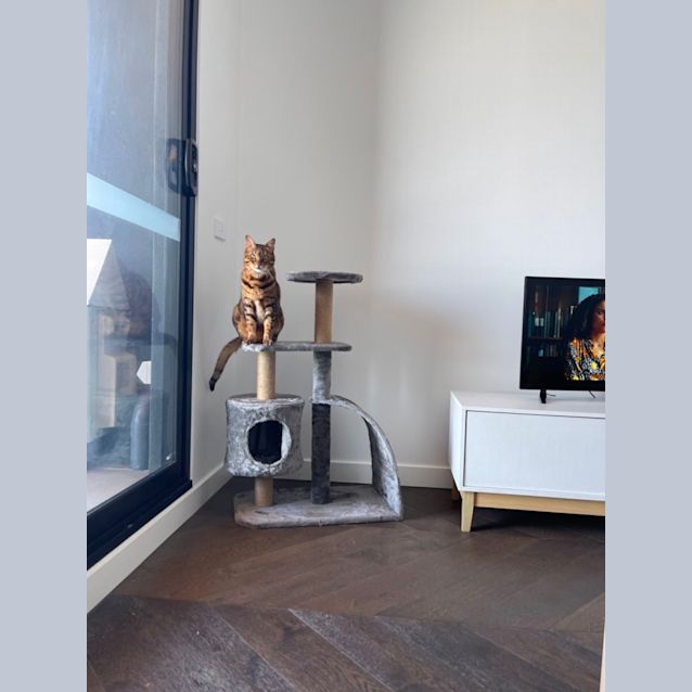 Photo of Simba *9 Lives Project Rescue*