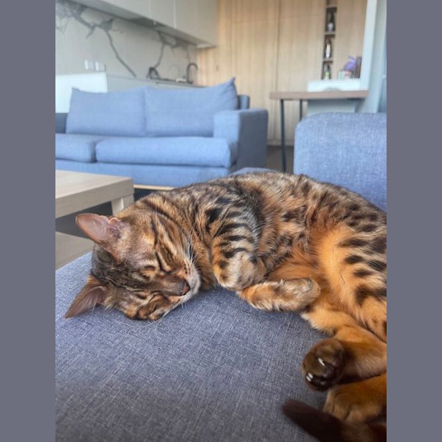 Photo of Simba *9 Lives Project Rescue*