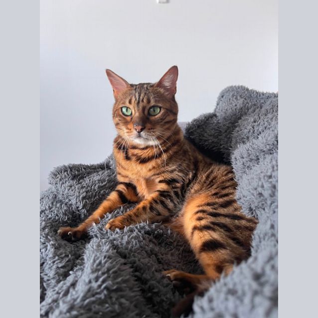 Photo of Simba *9 Lives Project Rescue*