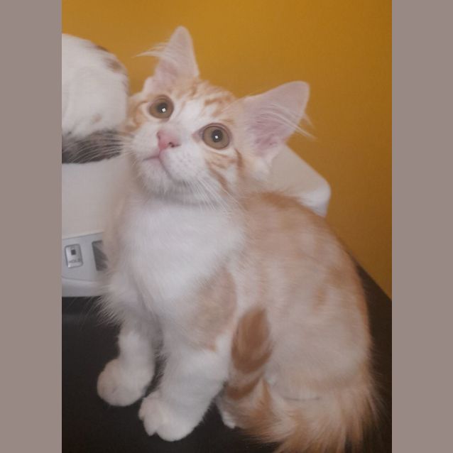 Photo of Butterscotch 