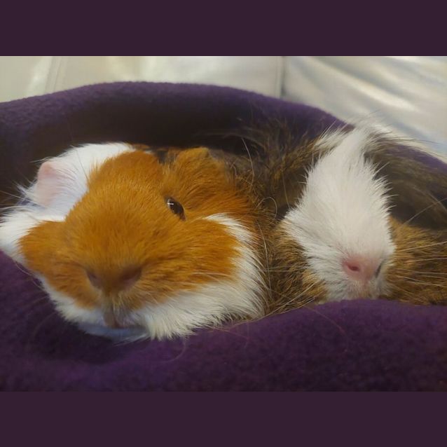 Photo of Charlotte & Webster (Located In Mount Evelyn)