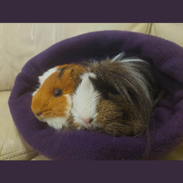 Photo of Charlotte & Webster (Located In Mount Evelyn)