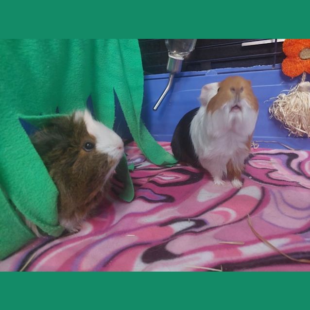 Photo of Charlotte & Webster (Located In Mount Evelyn)