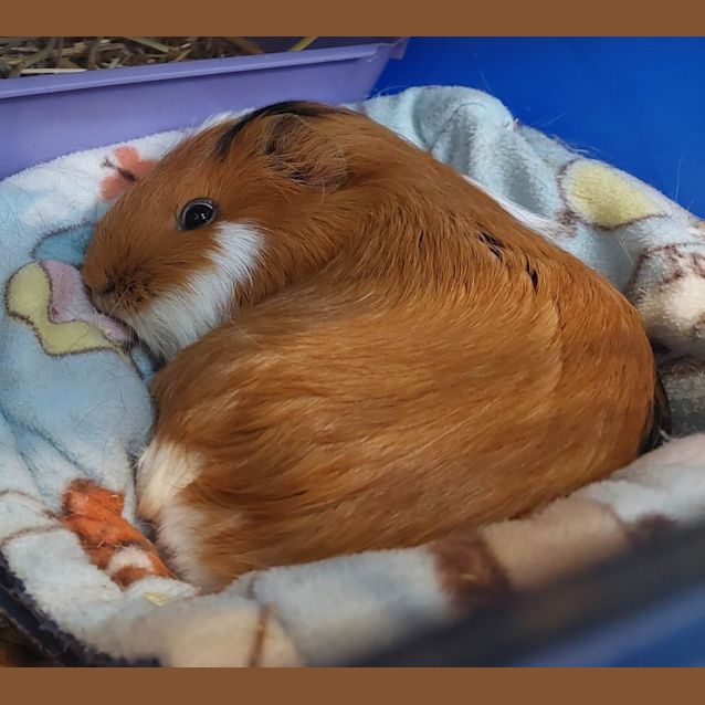 Photo of Charlotte & Webster (Located In Mount Evelyn)