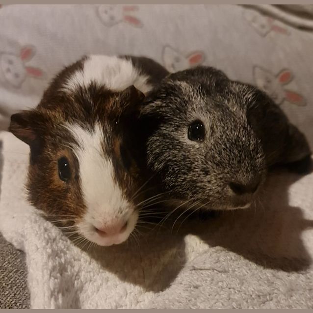 Photo of Biscuit & Silver (Located Wantirna South)